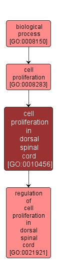 GO:0010456 - cell proliferation in dorsal spinal cord (interactive image map)