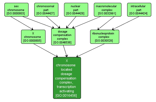 GO:0016456 - X chromosome located dosage compensation complex, transcription activating (interactive image map)