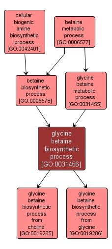 GO:0031456 - glycine betaine biosynthetic process (interactive image map)