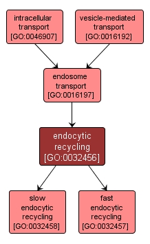 GO:0032456 - endocytic recycling (interactive image map)