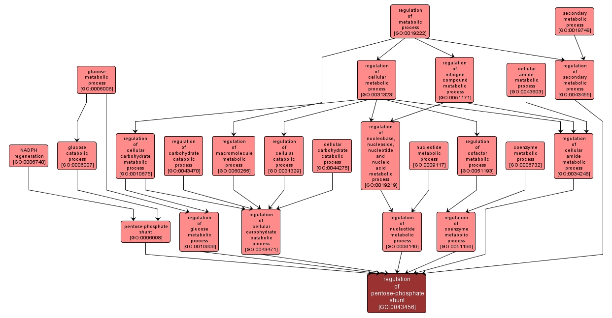 GO:0043456 - regulation of pentose-phosphate shunt (interactive image map)