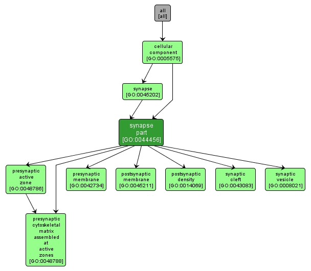 GO:0044456 - synapse part (interactive image map)