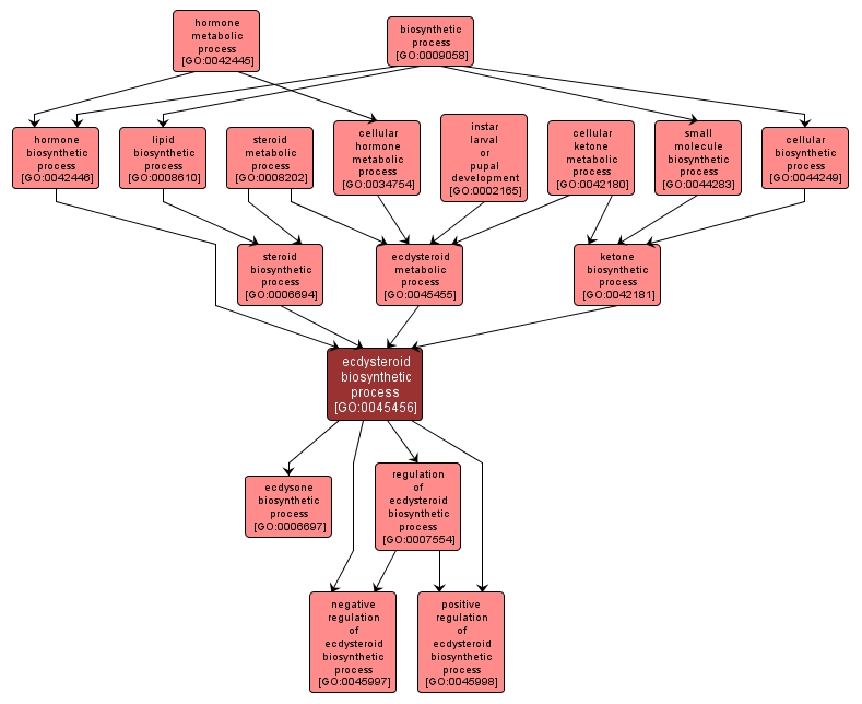 GO:0045456 - ecdysteroid biosynthetic process (interactive image map)