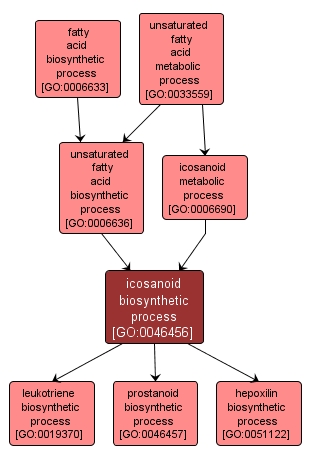 GO:0046456 - icosanoid biosynthetic process (interactive image map)