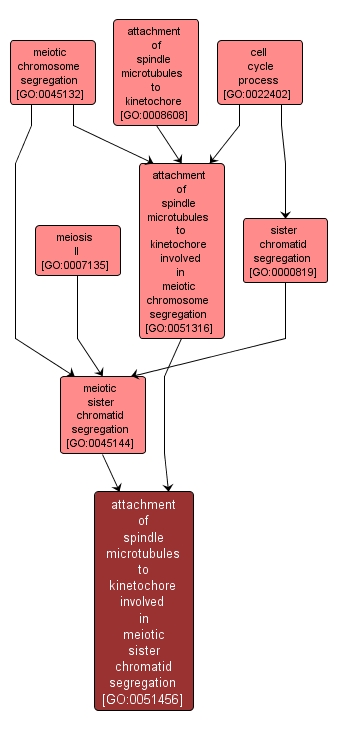 GO:0051456 - attachment of spindle microtubules to kinetochore involved in meiotic sister chromatid segregation (interactive image map)