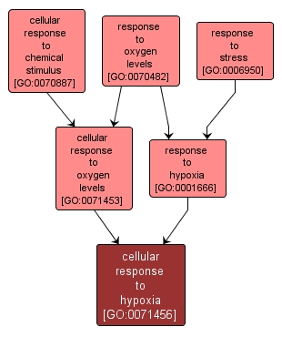 GO:0071456 - cellular response to hypoxia (interactive image map)
