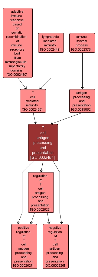 GO:0002457 - T cell antigen processing and presentation (interactive image map)