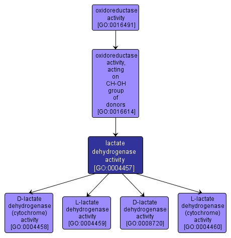 GO:0004457 - lactate dehydrogenase activity (interactive image map)