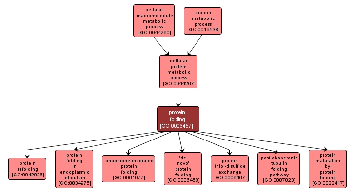 GO:0006457 - protein folding (interactive image map)