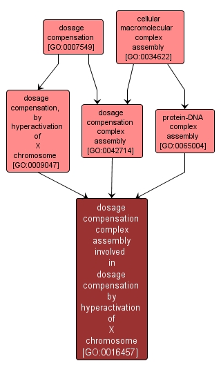 GO:0016457 - dosage compensation complex assembly involved in dosage compensation by hyperactivation of X chromosome (interactive image map)