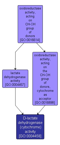 GO:0004458 - D-lactate dehydrogenase (cytochrome) activity (interactive image map)