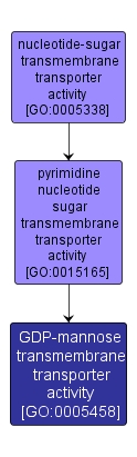 GO:0005458 - GDP-mannose transmembrane transporter activity (interactive image map)