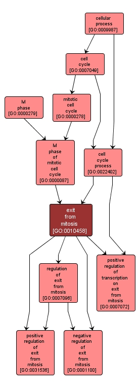 GO:0010458 - exit from mitosis (interactive image map)