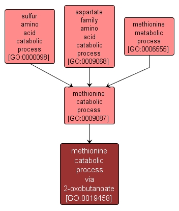 GO:0019458 - methionine catabolic process via 2-oxobutanoate (interactive image map)