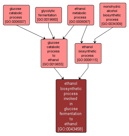 GO:0043458 - ethanol biosynthetic process involved in glucose fermentation to ethanol (interactive image map)