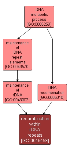 GO:0045458 - recombination within rDNA repeats (interactive image map)