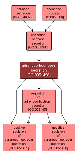 GO:0051458 - adrenocorticotropin secretion (interactive image map)