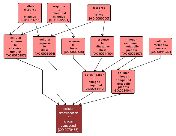 GO:0070458 - cellular detoxification of nitrogen compound (interactive image map)