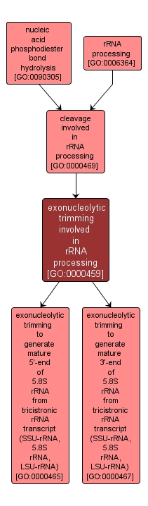 GO:0000459 - exonucleolytic trimming involved in rRNA processing (interactive image map)