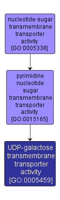 GO:0005459 - UDP-galactose transmembrane transporter activity (interactive image map)