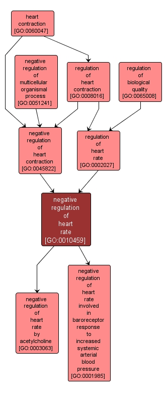 GO:0010459 - negative regulation of heart rate (interactive image map)