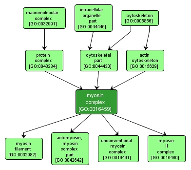 GO:0016459 - myosin complex (interactive image map)