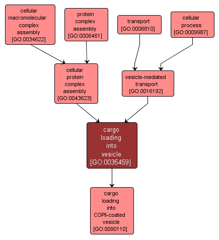 GO:0035459 - cargo loading into vesicle (interactive image map)