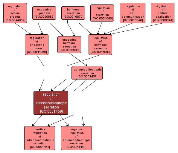 GO:0051459 - regulation of adrenocorticotropin secretion (interactive image map)