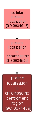 GO:0071459 - protein localization to chromosome, centromeric region (interactive image map)