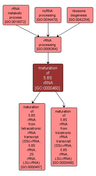 GO:0000460 - maturation of 5.8S rRNA (interactive image map)