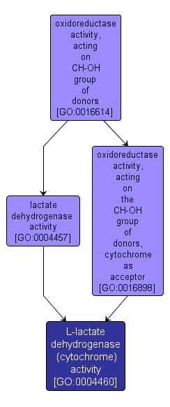 GO:0004460 - L-lactate dehydrogenase (cytochrome) activity (interactive image map)