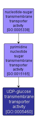 GO:0005460 - UDP-glucose transmembrane transporter activity (interactive image map)