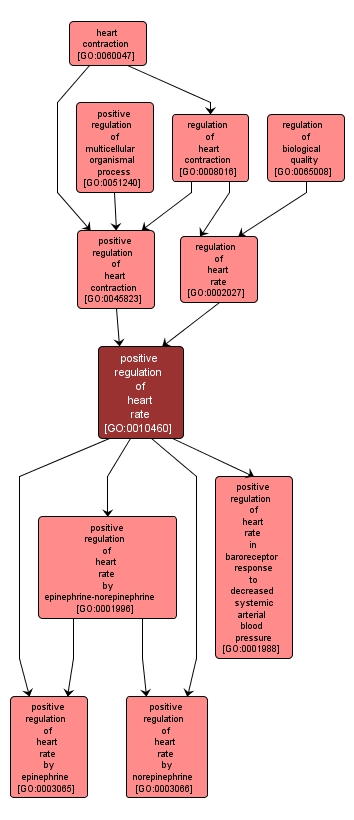 GO:0010460 - positive regulation of heart rate (interactive image map)