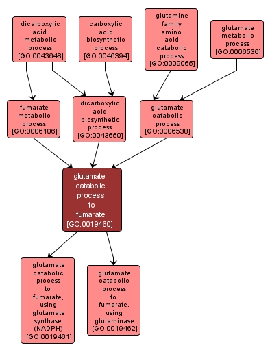GO:0019460 - glutamate catabolic process to fumarate (interactive image map)