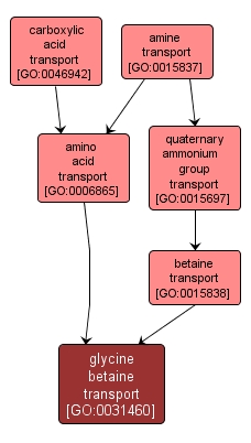 GO:0031460 - glycine betaine transport (interactive image map)