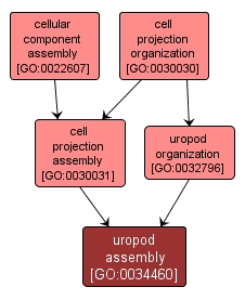 GO:0034460 - uropod assembly (interactive image map)