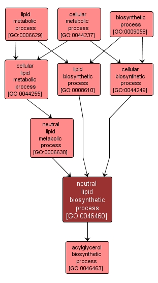 GO:0046460 - neutral lipid biosynthetic process (interactive image map)