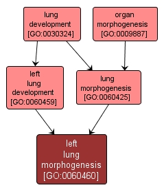 GO:0060460 - left lung morphogenesis (interactive image map)