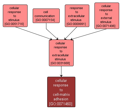 GO:0071460 - cellular response to cell-matrix adhesion (interactive image map)