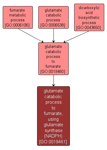 GO:0019461 - glutamate catabolic process to fumarate, using glutamate synthase (NADPH) (interactive image map)