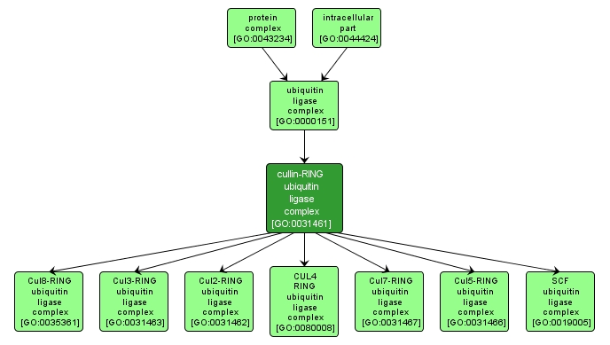 GO:0031461 - cullin-RING ubiquitin ligase complex (interactive image map)