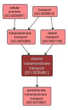 GO:0035461 - vitamin transmembrane transport (interactive image map)