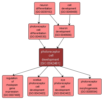 GO:0042461 - photoreceptor cell development (interactive image map)