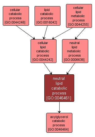 GO:0046461 - neutral lipid catabolic process (interactive image map)