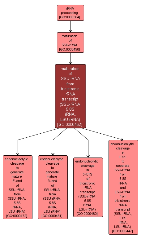 GO:0000462 - maturation of SSU-rRNA from tricistronic rRNA transcript (SSU-rRNA, 5.8S rRNA, LSU-rRNA) (interactive image map)