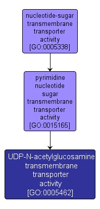 GO:0005462 - UDP-N-acetylglucosamine transmembrane transporter activity (interactive image map)