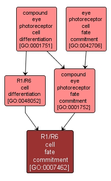 GO:0007462 - R1/R6 cell fate commitment (interactive image map)