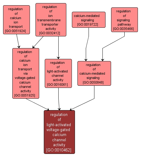 GO:0010462 - regulation of light-activated voltage-gated calcium channel activity (interactive image map)