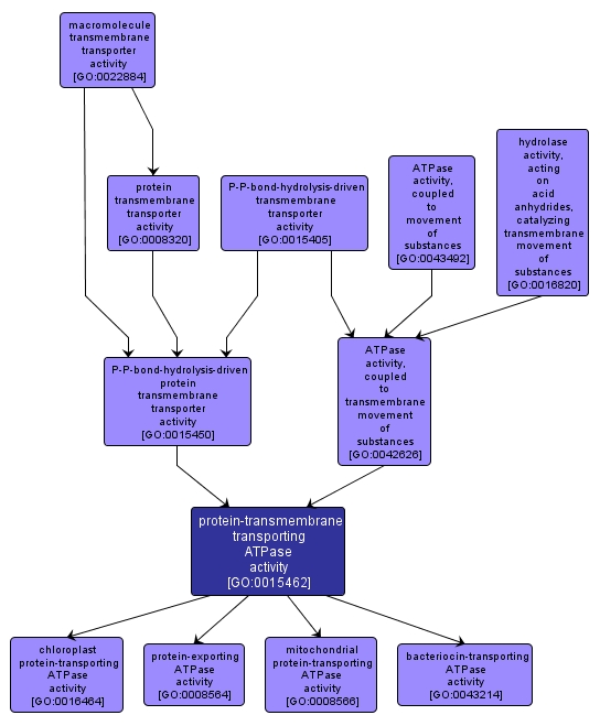 GO:0015462 - protein-transmembrane transporting ATPase activity (interactive image map)