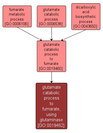 GO:0019462 - glutamate catabolic process to fumarate, using glutaminase (interactive image map)